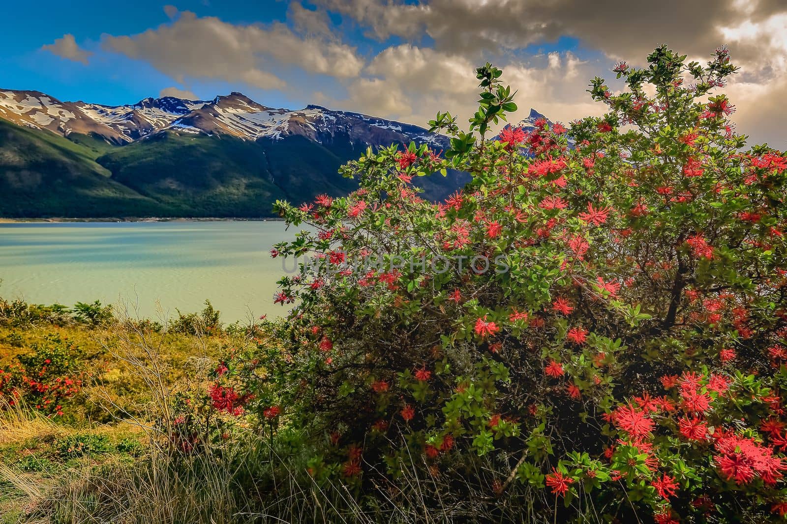 Snowcapped Andes and Lake Argentina near El calafate, Patagonia landscape, South America