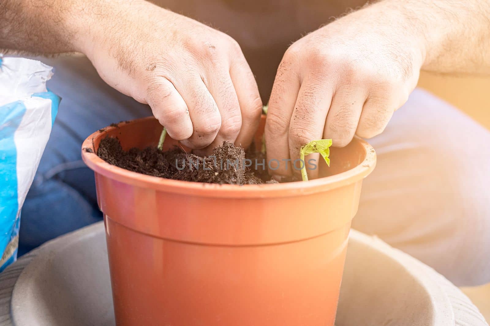Hands planting young plant in a big pot. Lifestyle