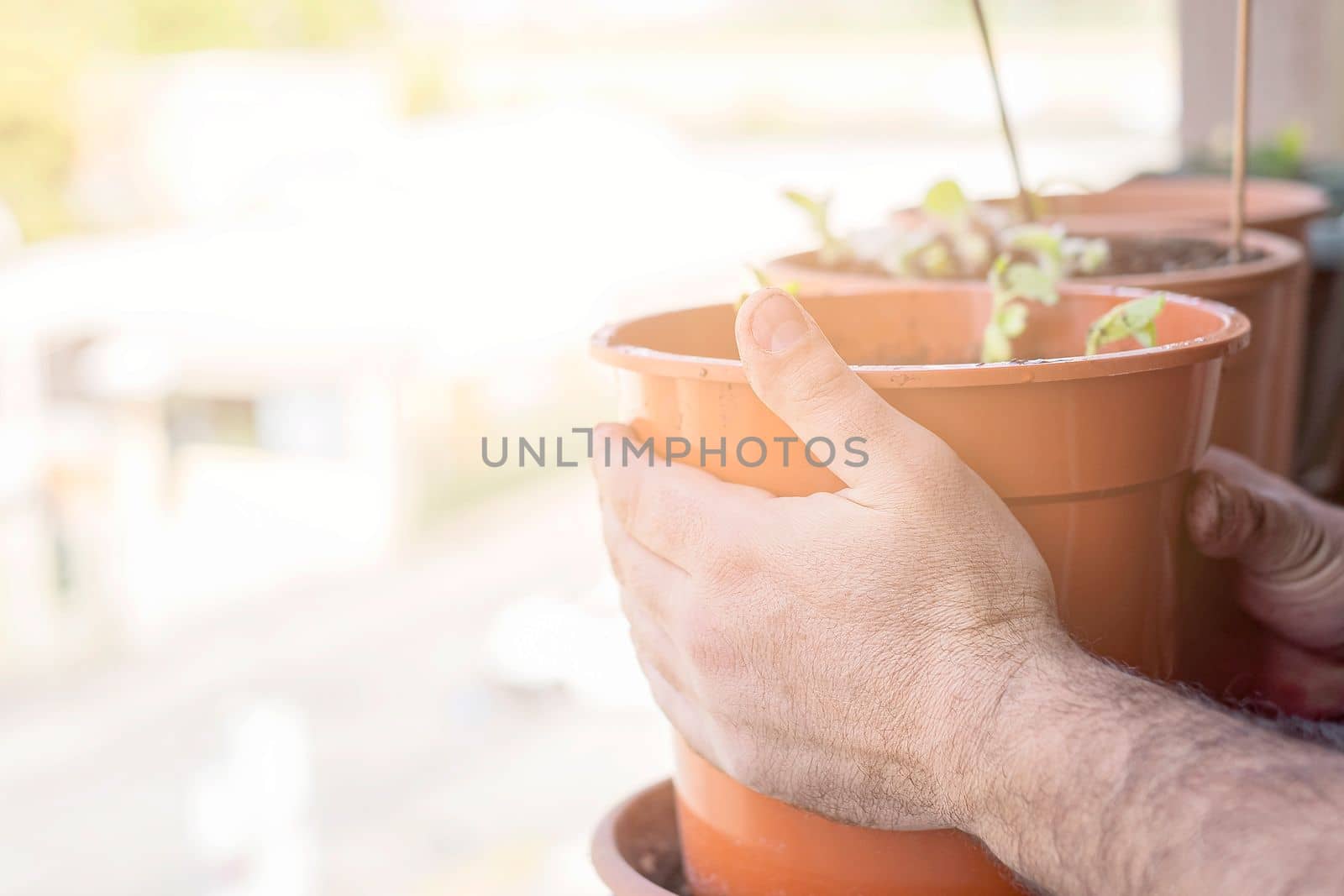 Hands planting young plant in a big pot. Lifestyle