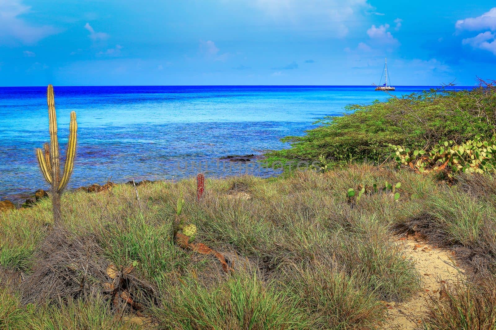 Caribbean turquoise and deserted beach with cactus, divi divi an sailing ship, Aruba, Dutch Antilles