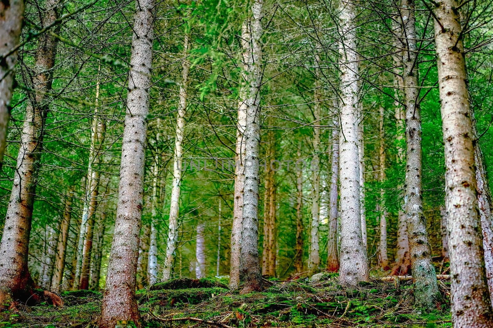 Pine trees green alpine woodland, pattern landscape, Bavarian Alps and Tyrol border