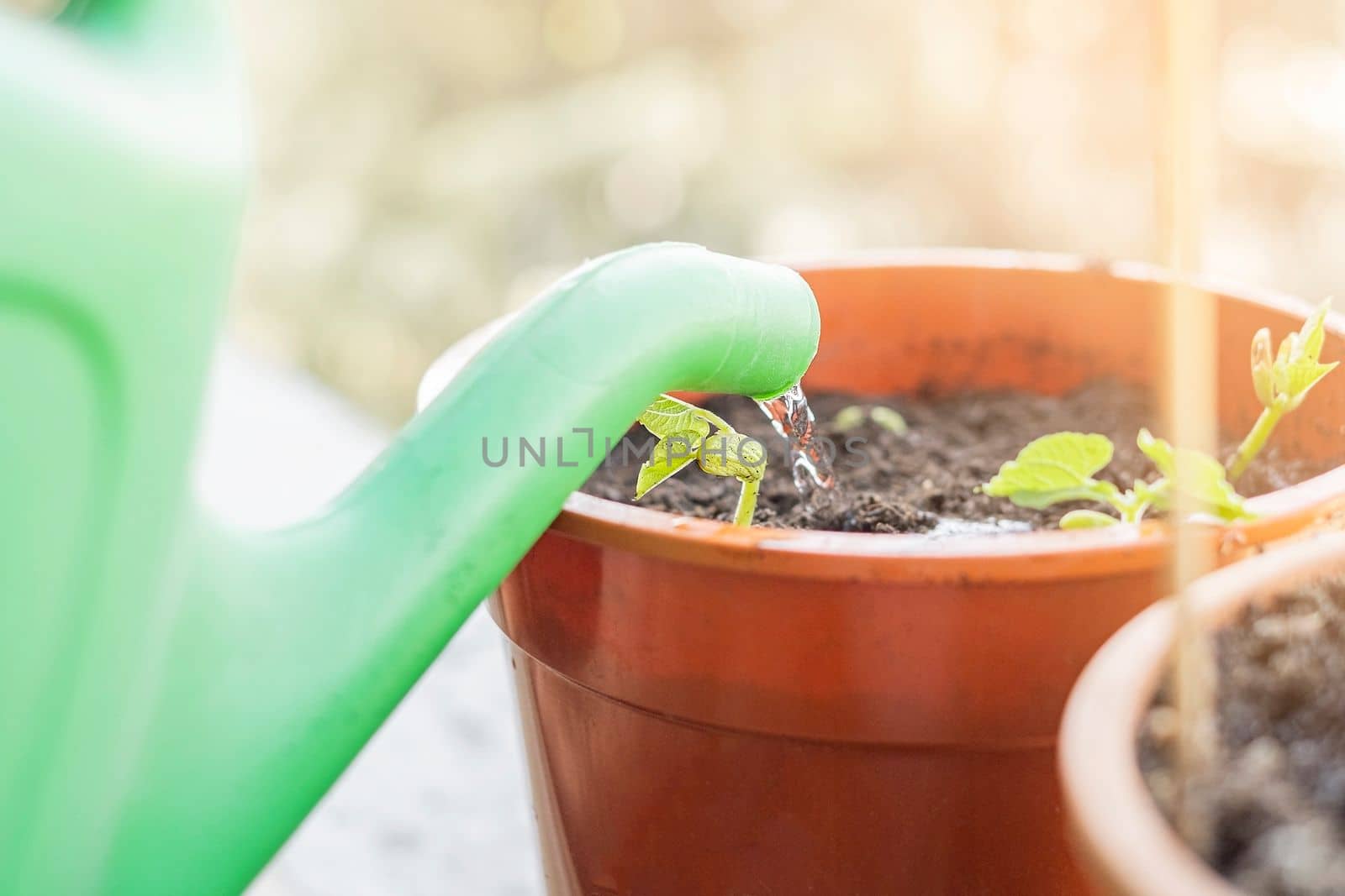 Young plant watered from a watering can.