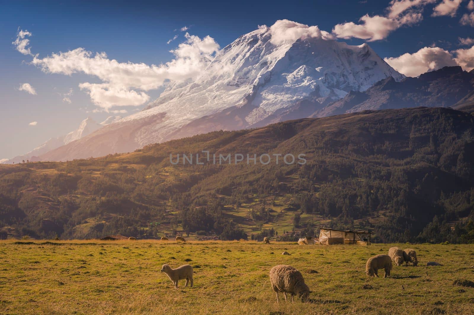 Flock of Sheeps and Huascaran Mountain massif in Cordillera Blanca at sunrise, snowcapped Andes, Ancash, Peru, South America