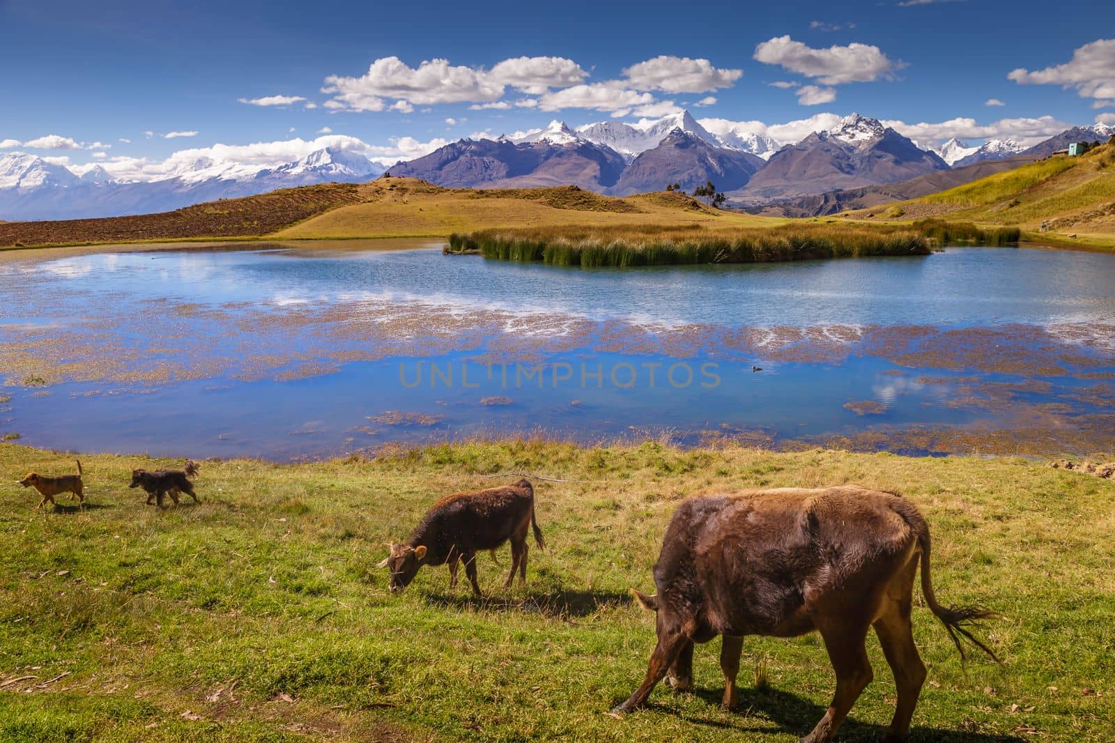 Turquoise laguna Wilcacocha with mirrored reflection in Cordillera Blanca, snowcapped Andes, Ancash, Peru