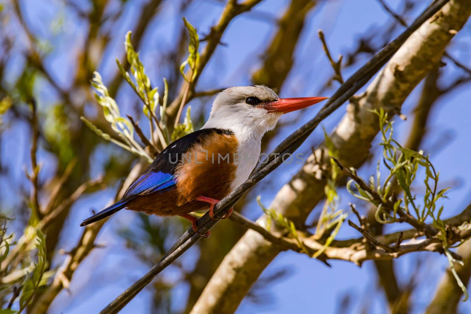 A colorful kingfisher with a distinctive red beak sits attentively on a cable, Cabo Verde