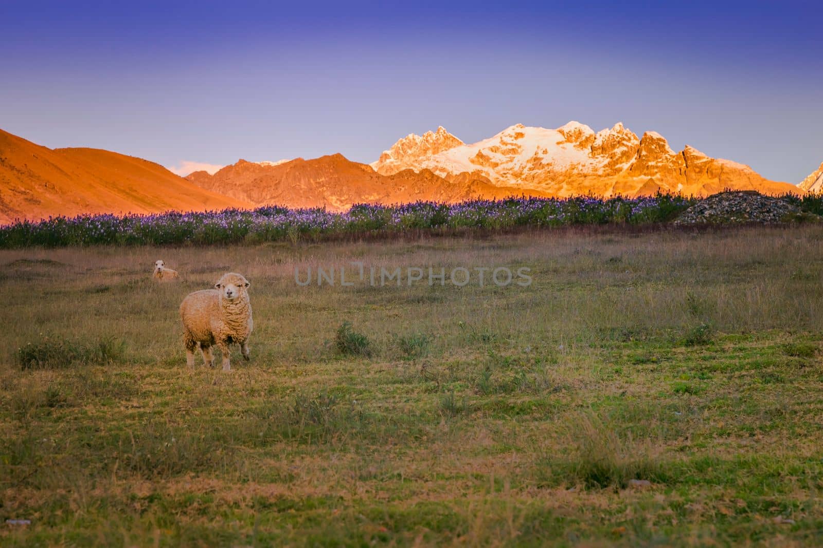 Lonely Sheep and Huascaran Mountain massif in Cordillera Blanca at sunrise, snowcapped Andes, Ancash, Peru, South America