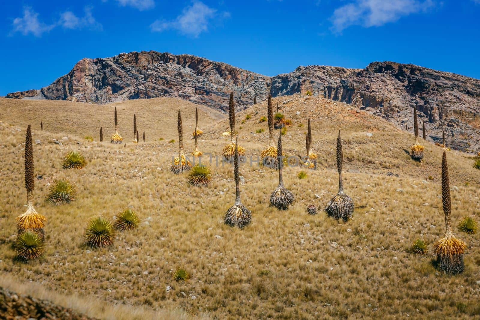 Puya de Raimondi Field and Valley of Carpa, Cordillera Blanca, Ancash peruvian Andes, Peru