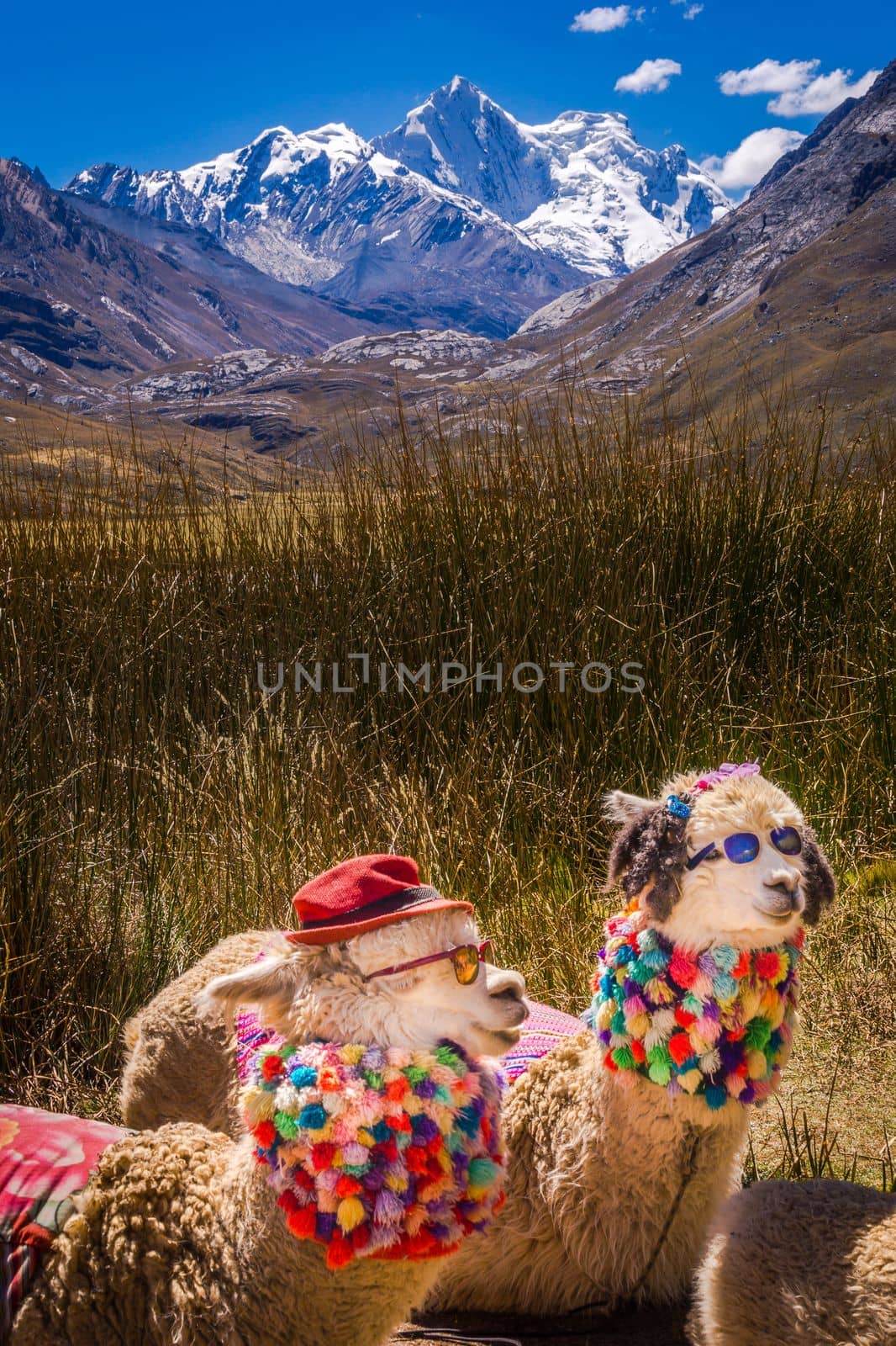 Cute and chic alpacas close up, Ancash peruvian Andes, Peru, South America