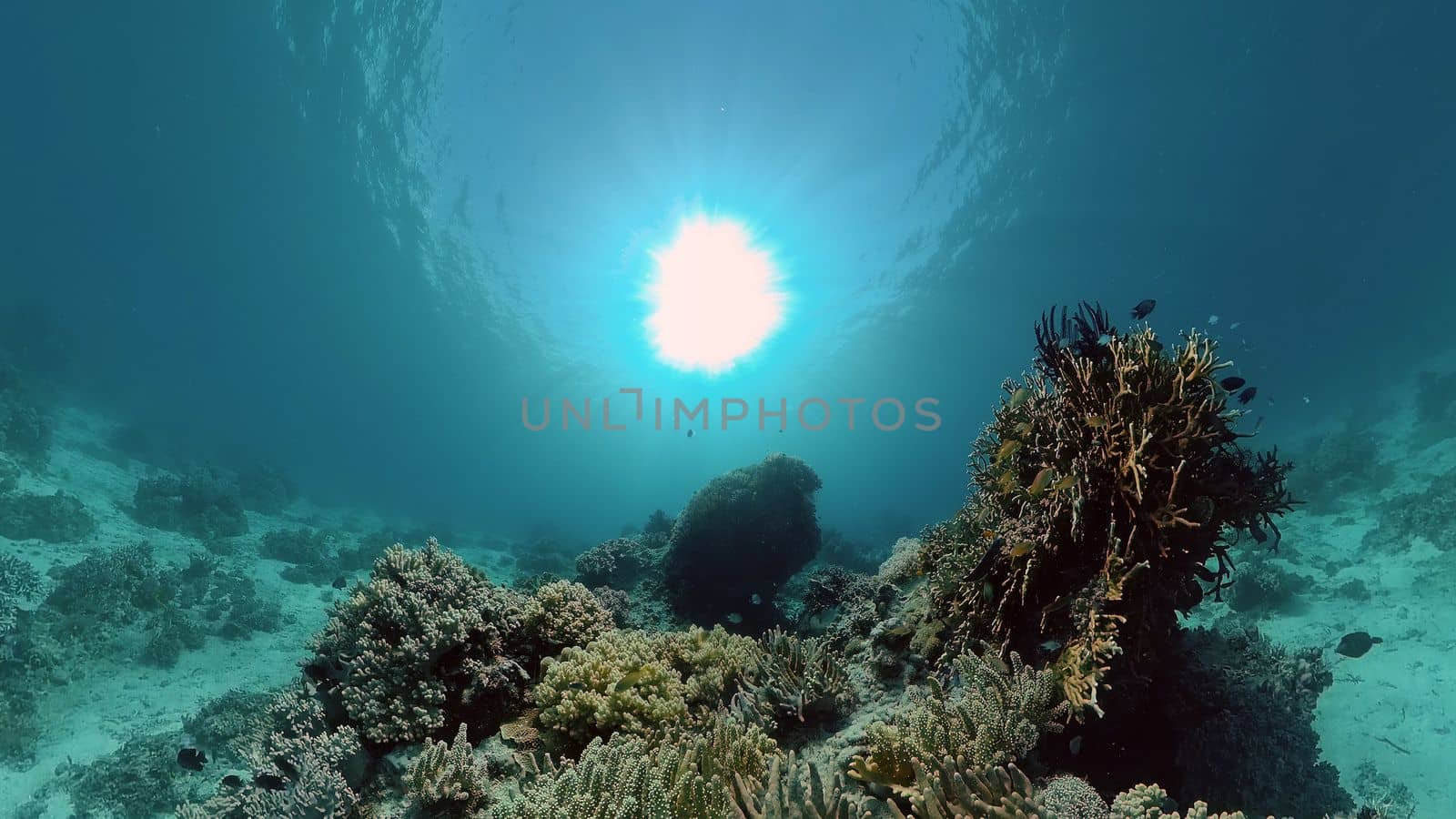Reef Marine Underwater Scene. Tropical underwater sea fish. Philippines.