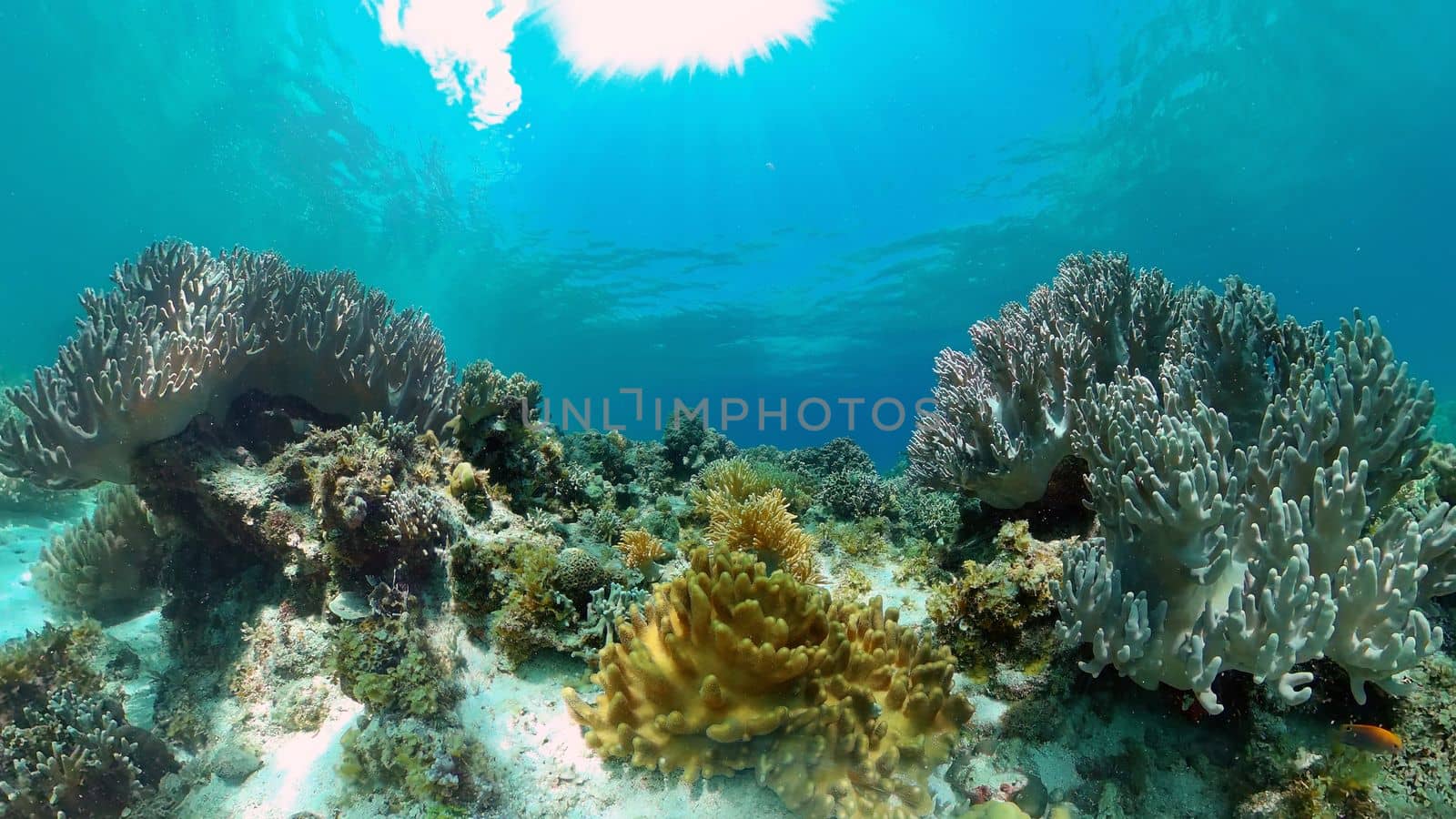 Tropical fishes and coral reef at diving. Underwater world with corals and tropical fishes. Philippines.