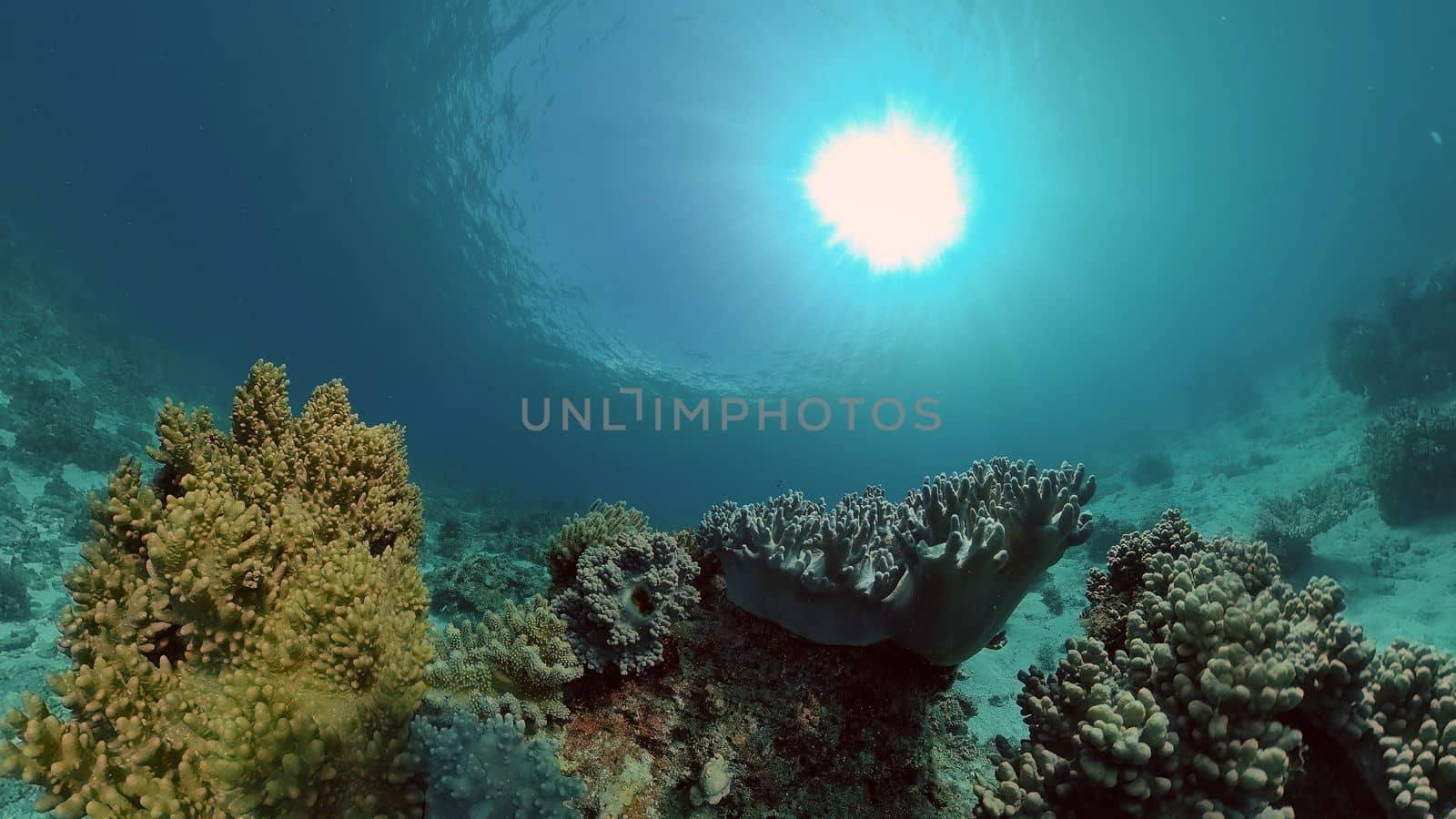 Beautiful underwater landscape with tropical fish and corals. Philippines.