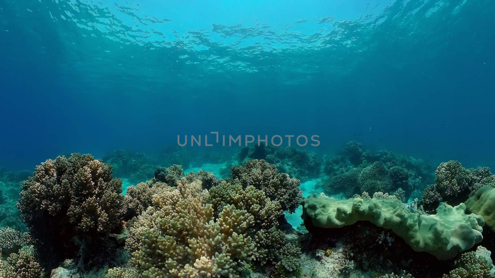 Coral reef underwater with tropical fish. Hard and soft corals, underwater landscape. Travel vacation concept. Philippines.