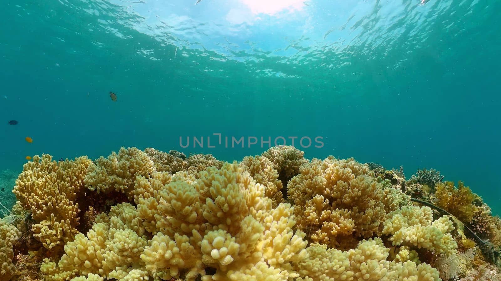Reef Marine Underwater Scene. Tropical underwater sea fish. Philippines.