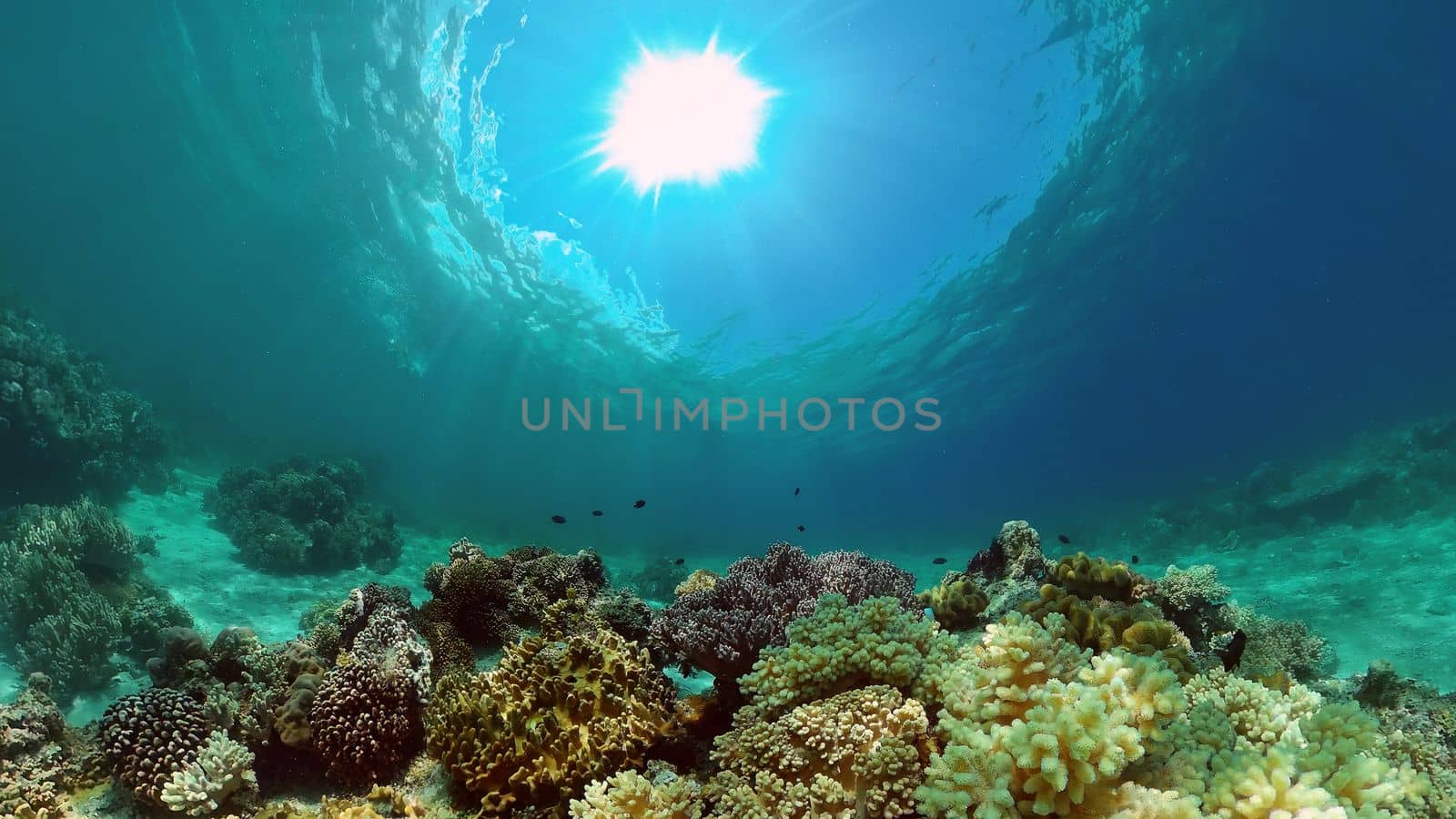 Tropical coral reef. Scene reef. Marine life sea world. Underwater fish reef marine. Philippines.