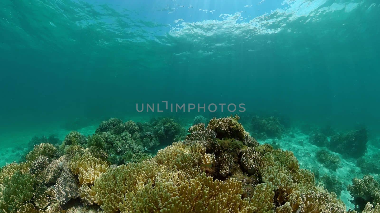 Colorful tropical coral reef. Hard and soft corals, underwater landscape. Travel vacation concept. Philippines.