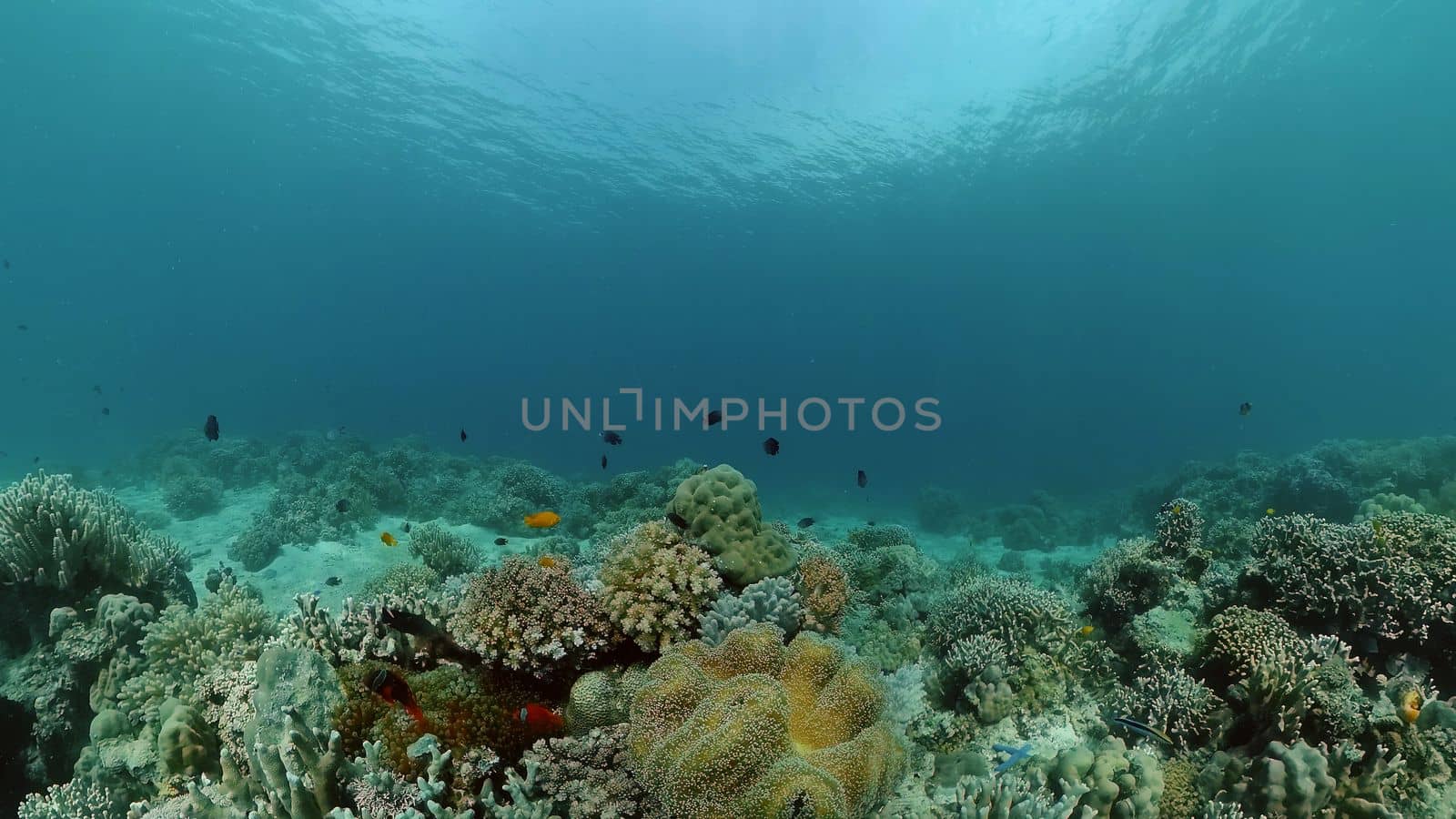 Underwater Colorful Tropical Fishes. wonderful and beautiful underwater colorful fishes and corals in the tropical reef. Philippines.