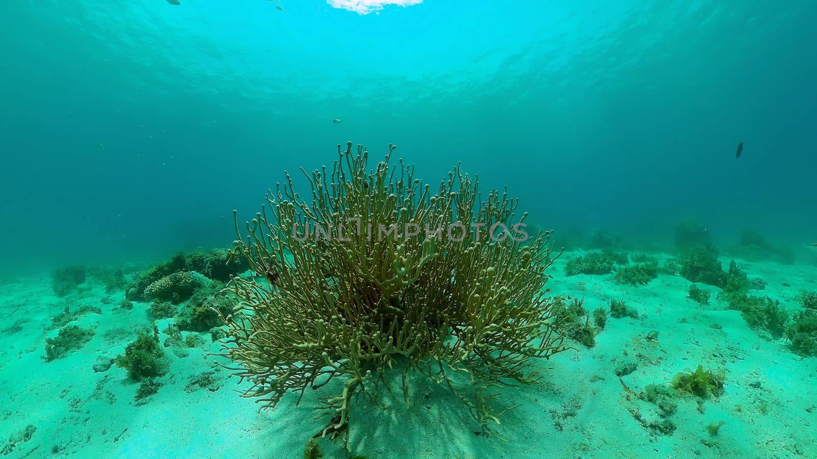 Scene reef. Marine life sea world. Underwater fish reef marine. Philippines.