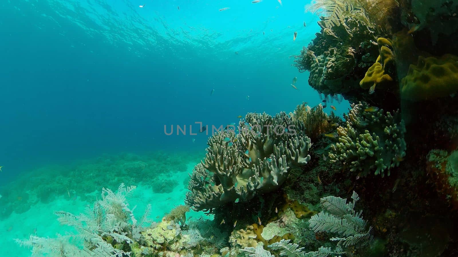 Tropical Fish Corals Marine Reef. Underwater Sea Tropical Life. Tropical underwater sea fishes. Underwater fish reef marine. Tropical colorful underwater seascape. Philippines.