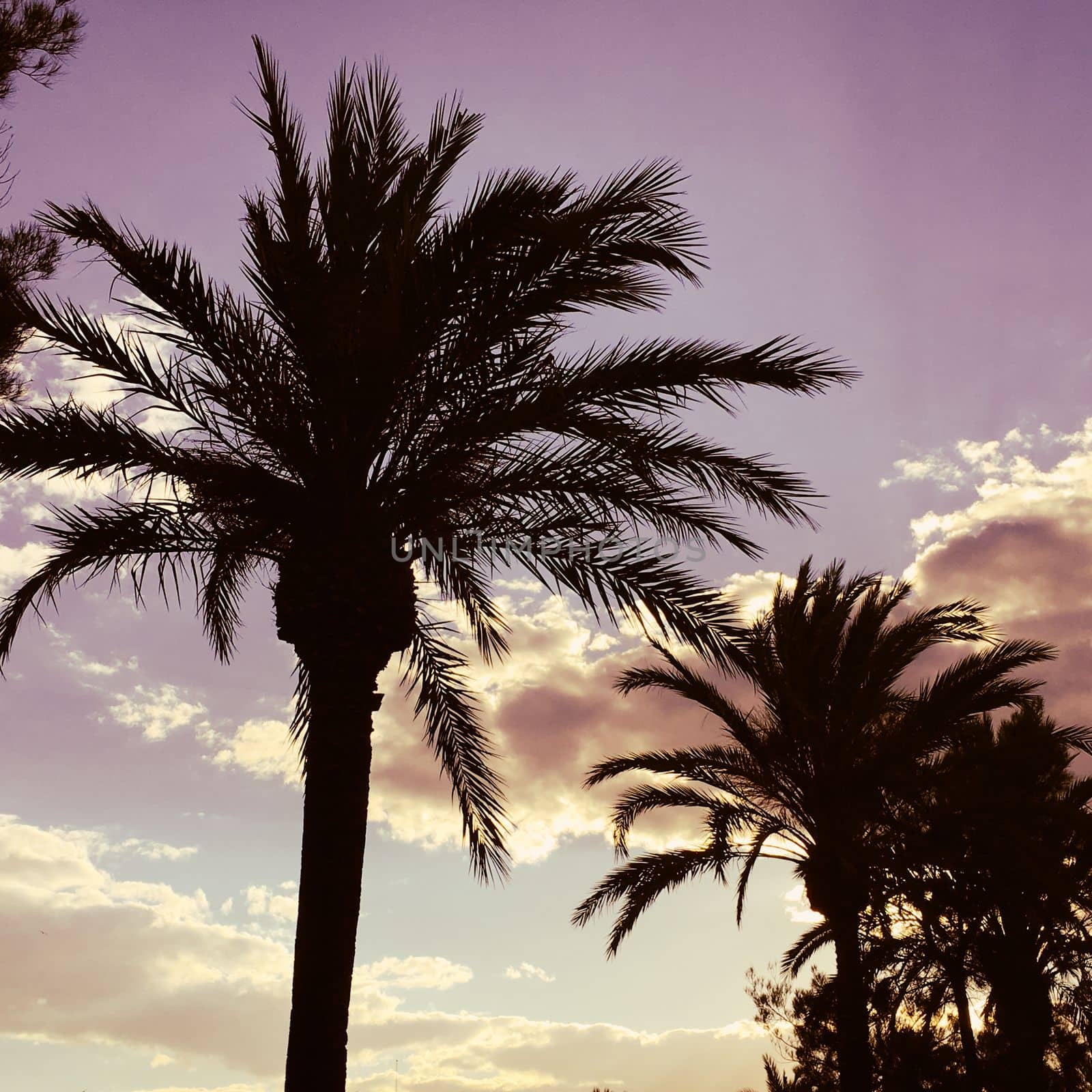 palm trees against the sunset in spain barcelona summer in europe. High quality photo