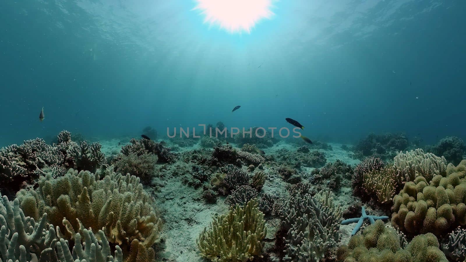 Underwater fish reef marine. Tropical colourful underwater seascape. Philippines.
