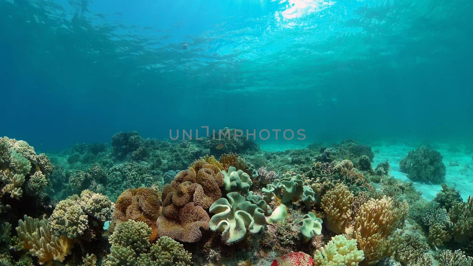 Coral garden seascape and underwater world. Colorful tropical coral reefs. Life coral reef. Philippines.
