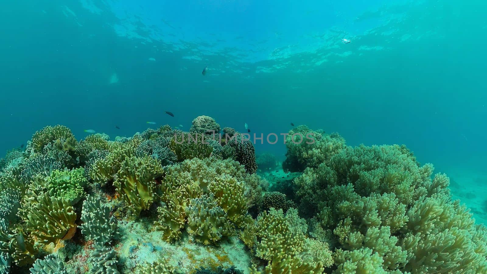 Coral garden seascape. Colourful tropical coral. Philippines.
