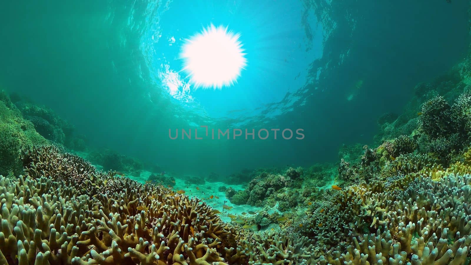 Coral reef underwater with fishes and marine life. Coral reef and tropical fish. Philippines.