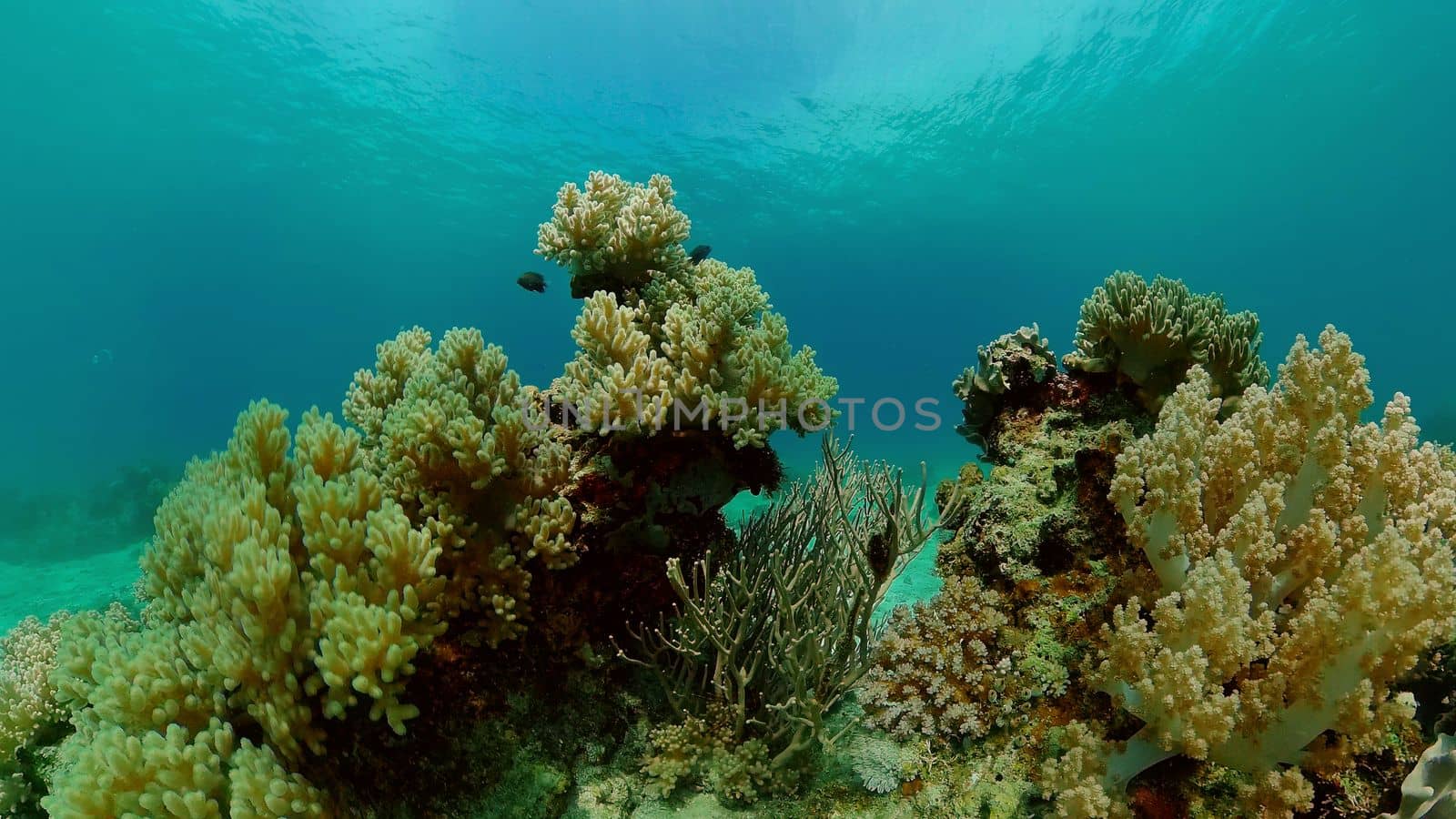 Reef Coral Scene. Tropical underwater sea fish. Hard and soft corals, underwater landscape. Philippines.