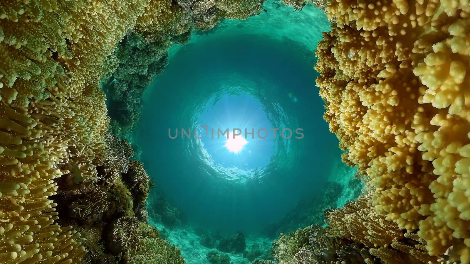 Wonderful and beautiful underwater colorful fishes and corals in the tropical reef. Philippines.