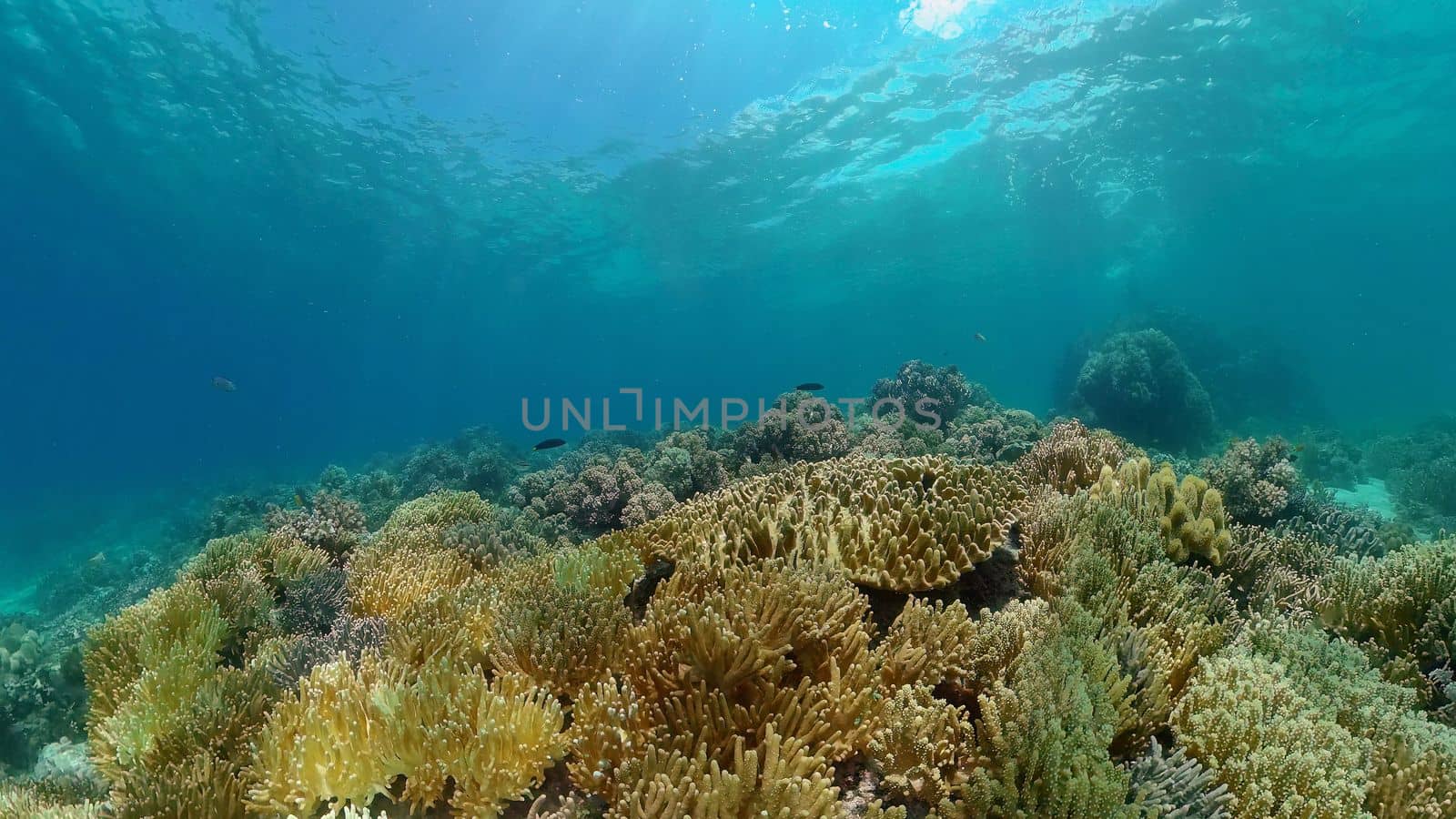 Tropical Fish Corals Marine Reef. Underwater Sea Tropical Life. Tropical underwater sea fishes. Underwater fish reef marine. Tropical colorful underwater seascape. Philippines.