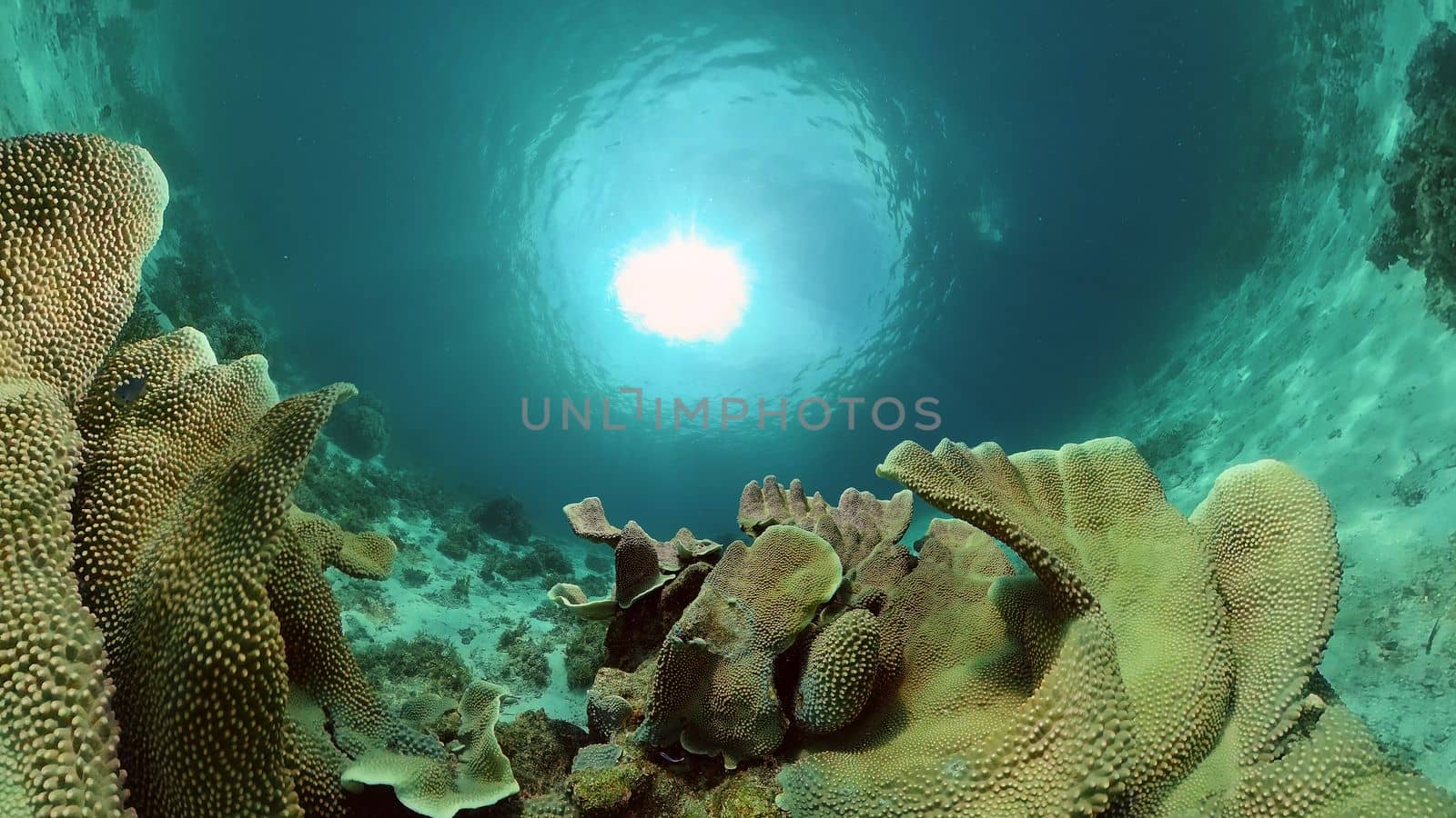 Underwater fish reef marine. Tropical colourful underwater seascape. Philippines.