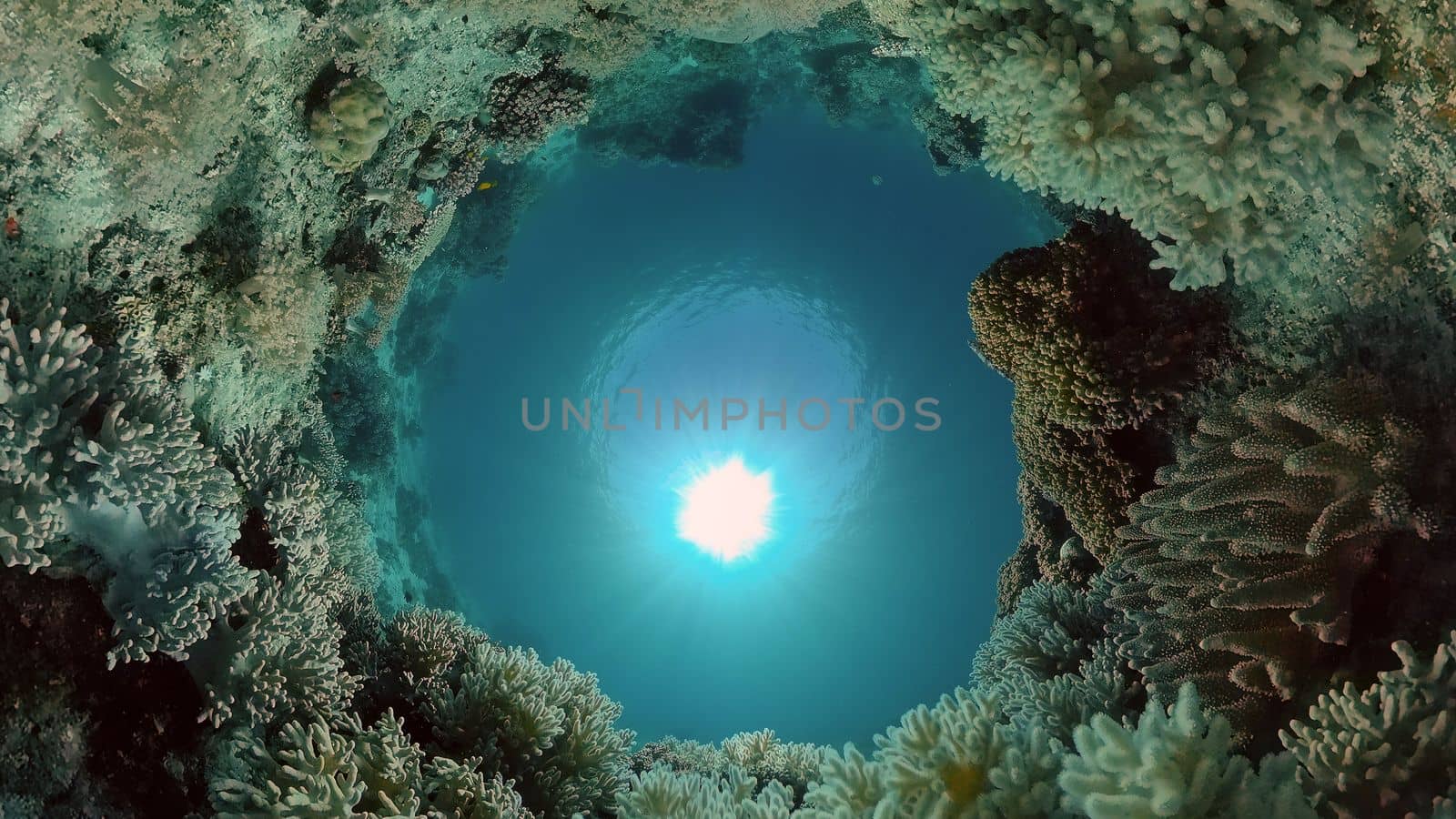 Colourful tropical coral reef. Scene reef. Marine life sea world. Philippines.