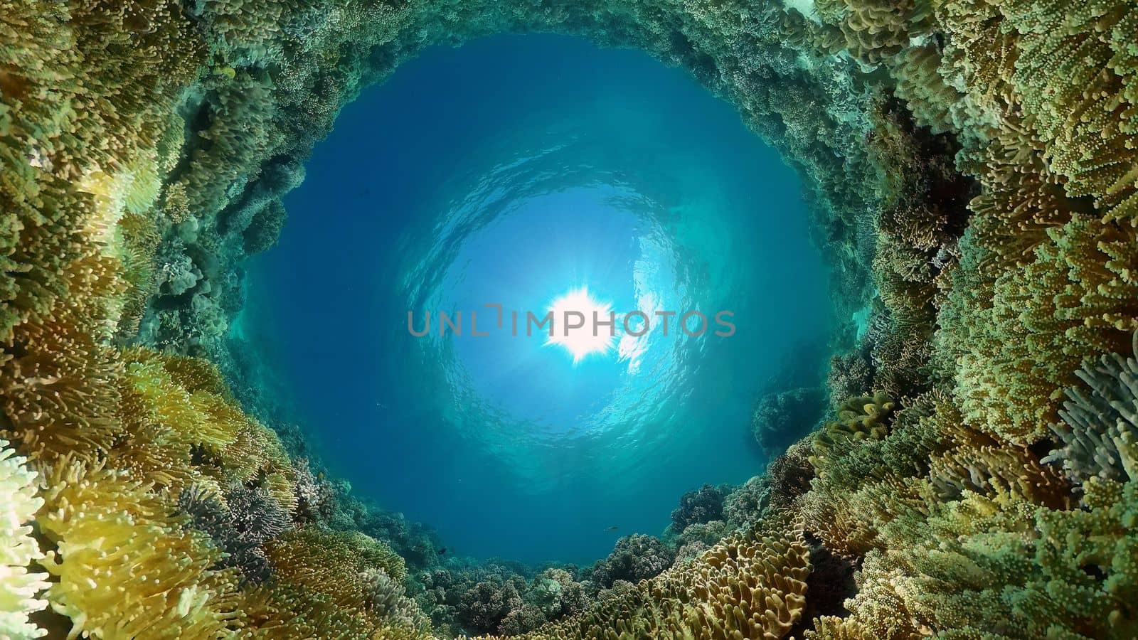 Coral reef and tropical fishes. The underwater world of the Philippines. Philippines.