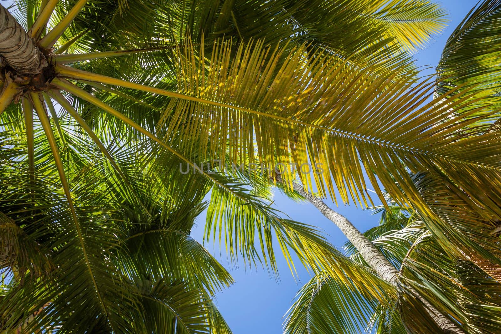 Tropical paradise, idyllic caribbean palm trees in Punta Cana at sunny day, Dominican Republic