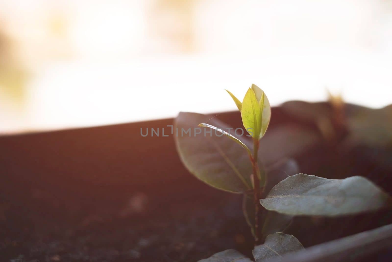 New plant with fresh leaves in the pot