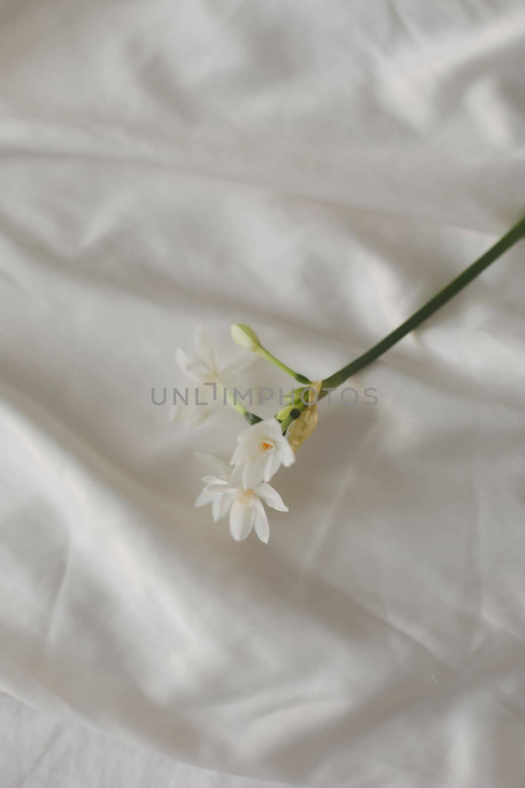 narcissus, daffodil spring flowers on a white background.