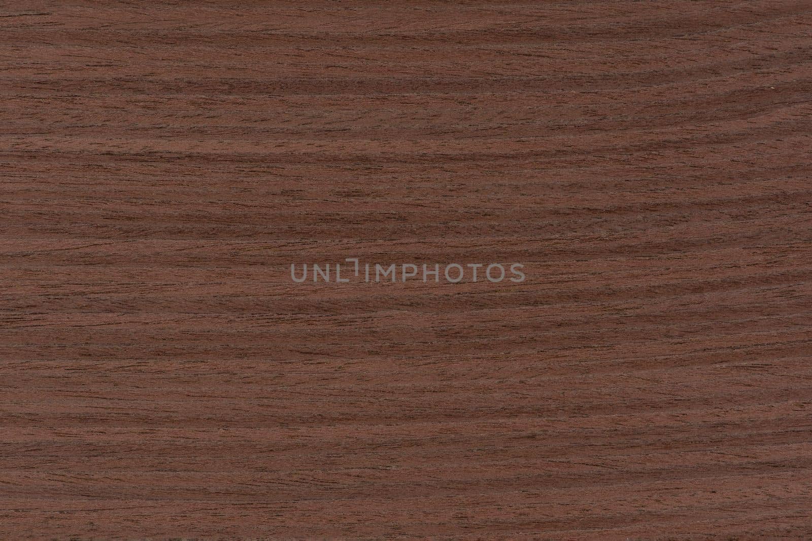 Texture of wenge wood. Dark brown wood for furniture or flooring. Close-up of a Wenge wooden plank, top view