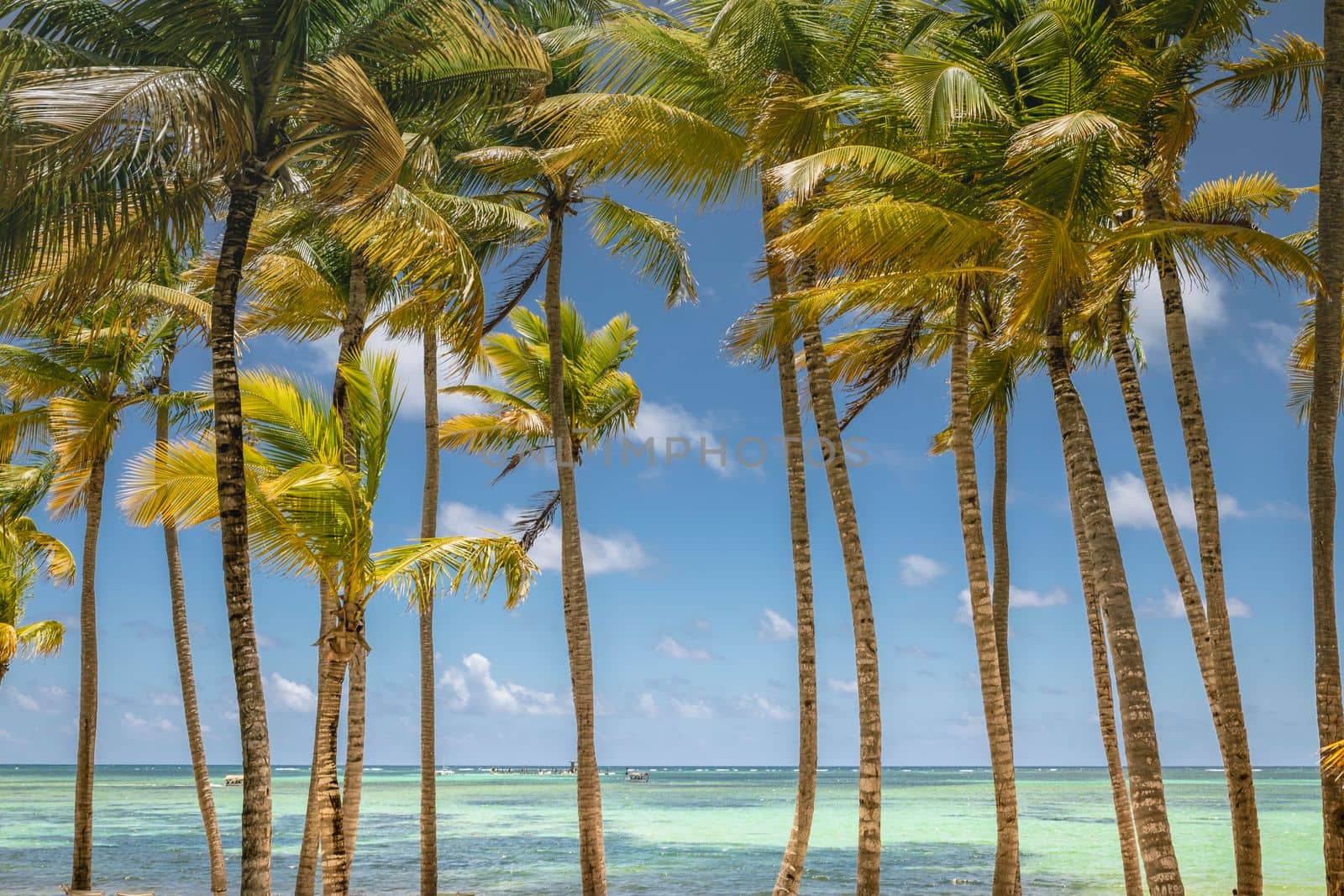 Palm trees and Tropical idyllic and secluded beach in Punta Cana, turquoise caribbean sea