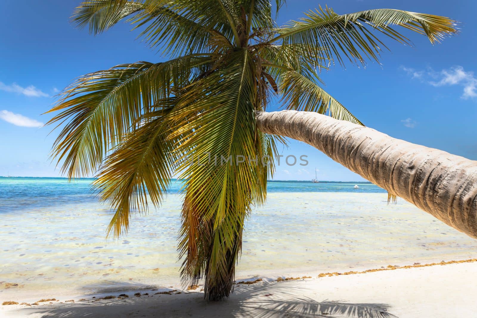 Palm tree and Tropical idyllic and secluded beach in Punta Cana, turquoise caribbean sea