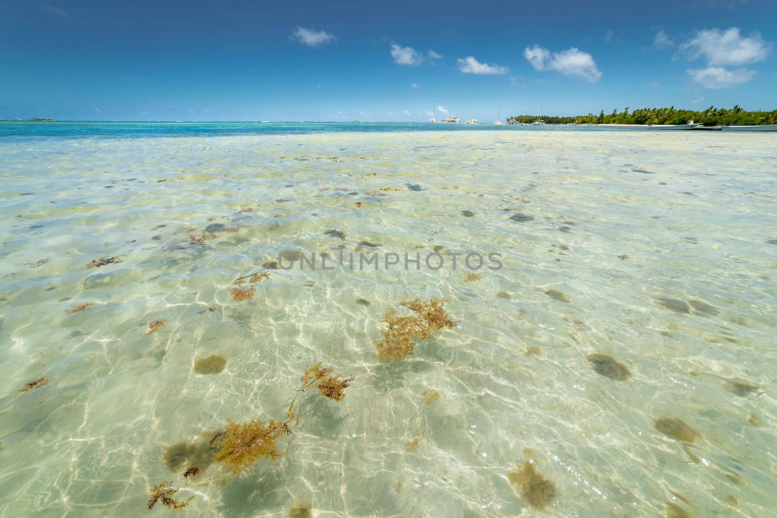 Palm trees and Tropical idyllic and secluded beach in Punta Cana, turquoise caribbean sea