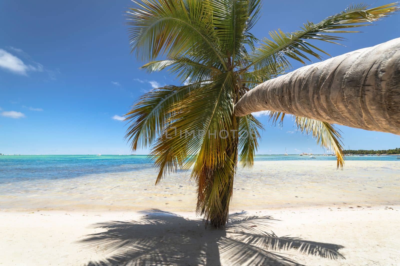 Palm tree and Tropical idyllic and secluded beach in Punta Cana, turquoise caribbean sea