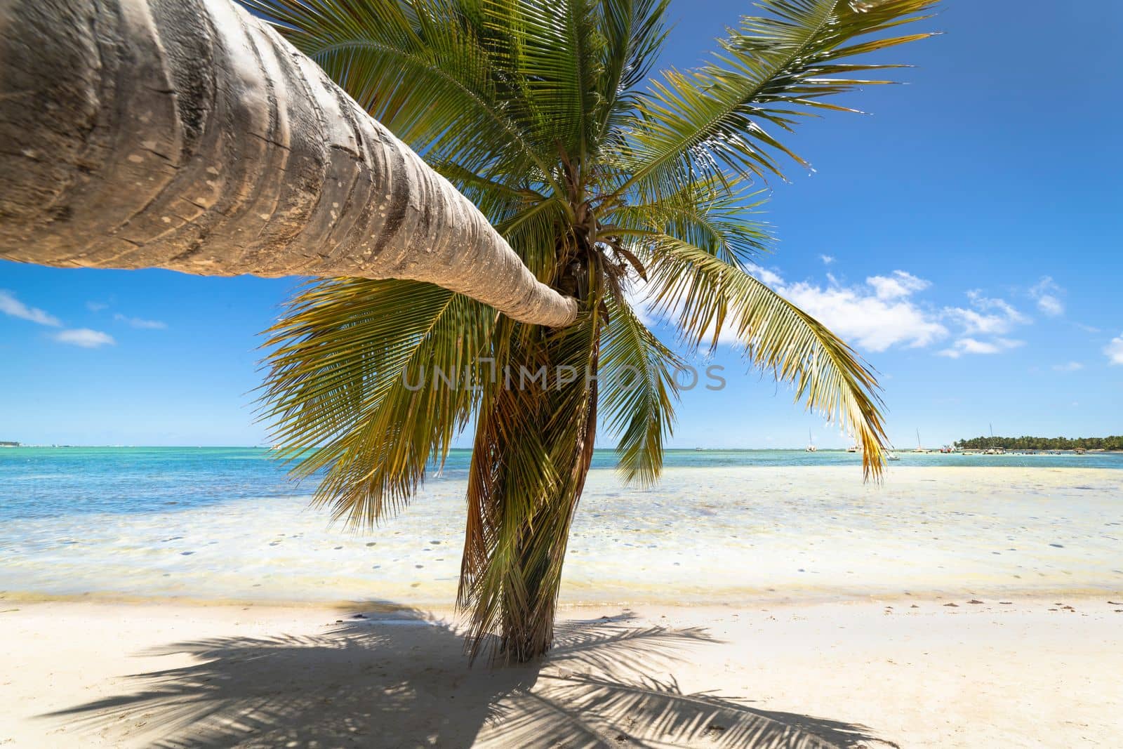 Palm tree and Tropical idyllic and secluded beach in Punta Cana, turquoise caribbean sea