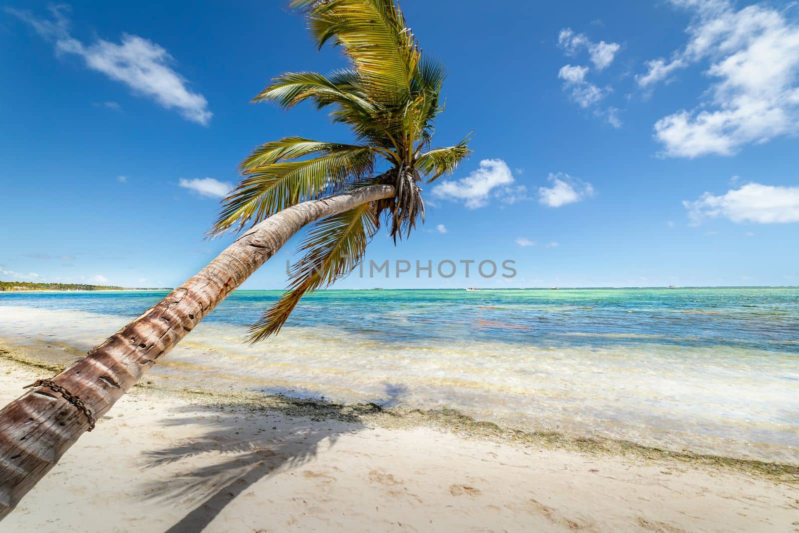Palm tree and Tropical idyllic and secluded beach in Punta Cana, turquoise caribbean sea