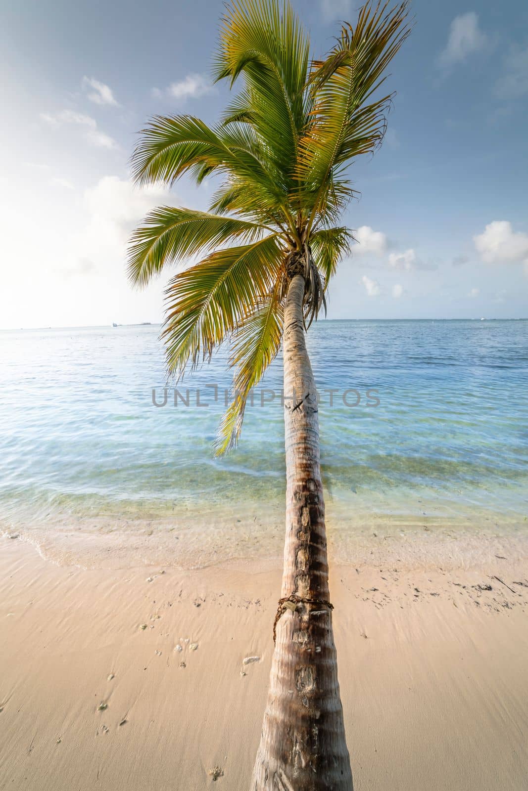 Palm tree and Tropical idyllic and secluded beach in Punta Cana, turquoise caribbean sea