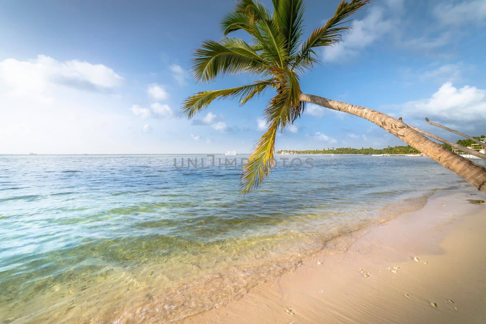 Palm tree and Tropical idyllic and secluded beach in Punta Cana, turquoise caribbean sea