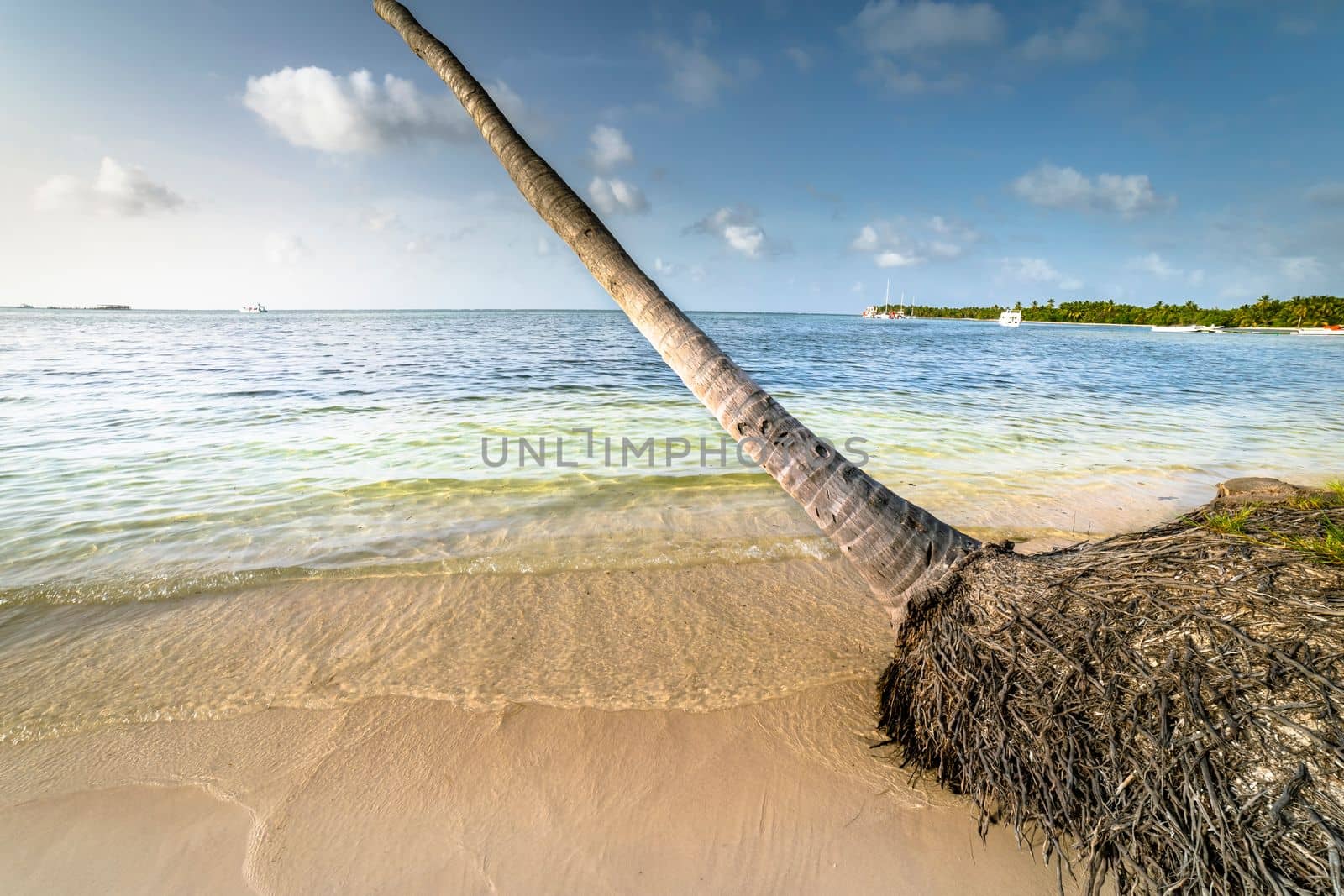 Palm tree and Tropical idyllic and secluded beach in Punta Cana, turquoise caribbean sea