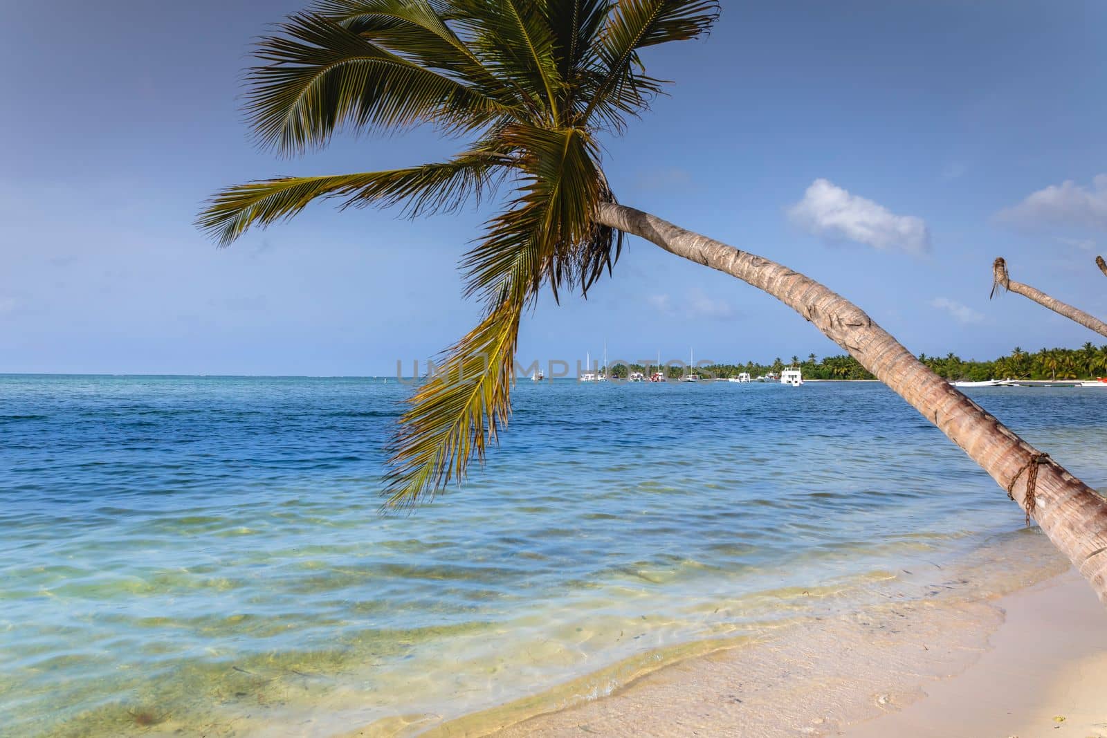Palm tree and Tropical idyllic and secluded beach in Punta Cana, turquoise caribbean sea