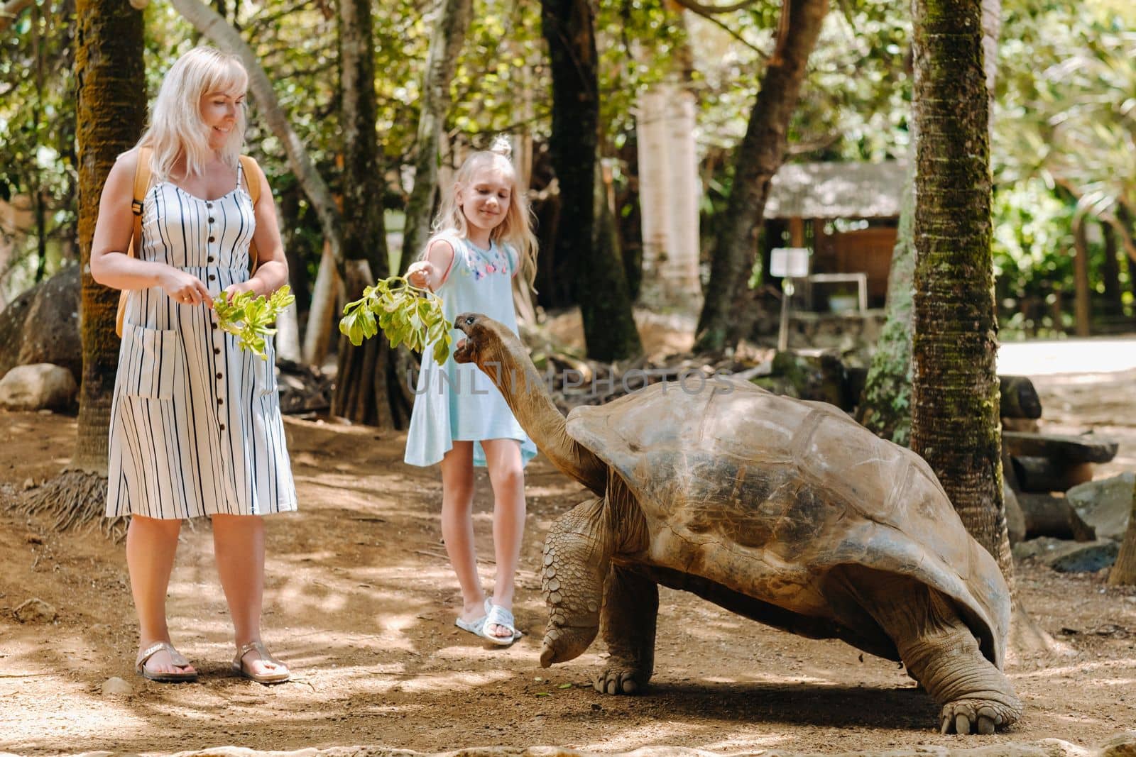 Fun activities in Mauritius. Family feeding giant tortoise in the zoo of the island of Mauritius by Lobachad