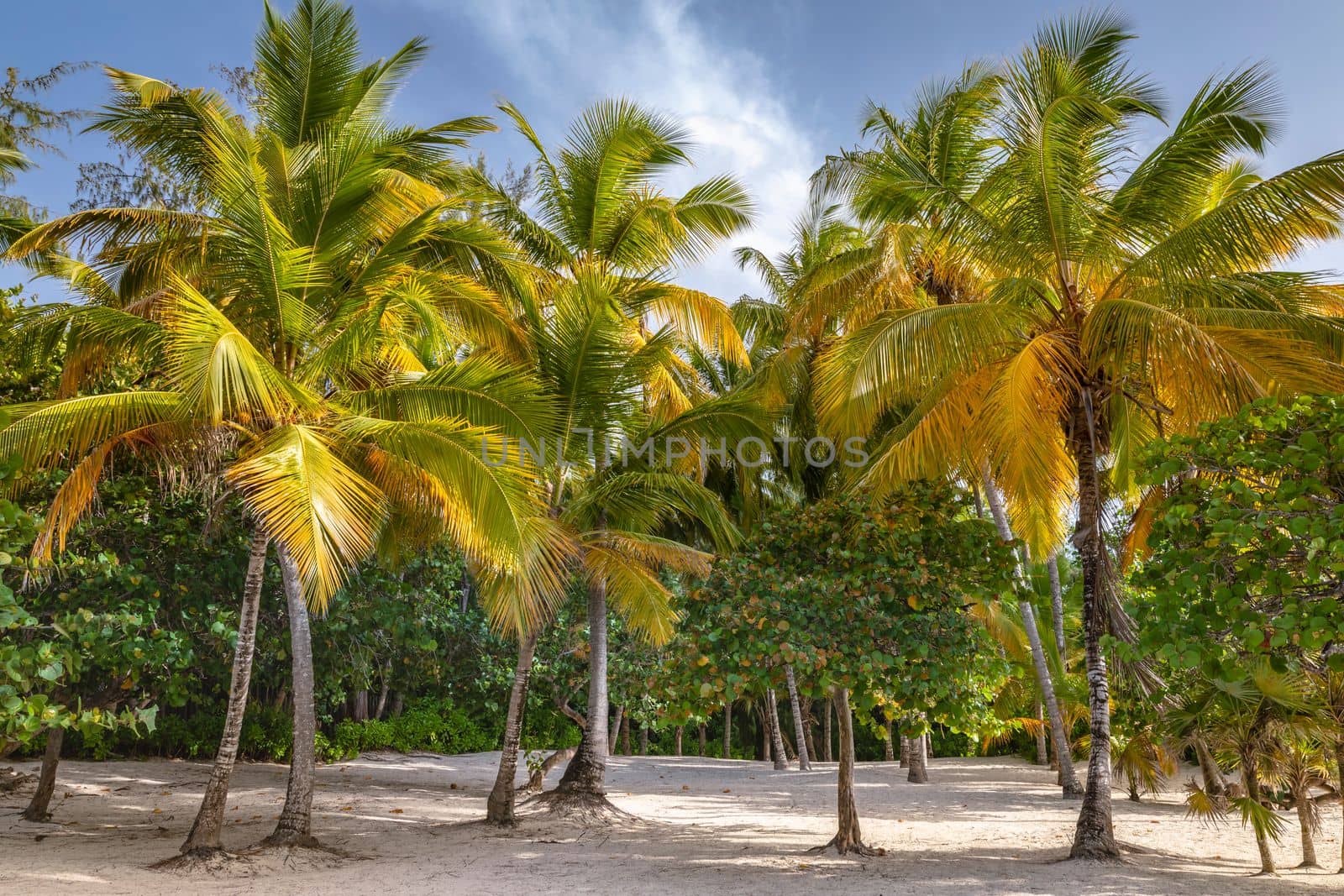 Tropical paradise, idyllic caribbean palm trees in Punta Cana at sunny day, Dominican Republic