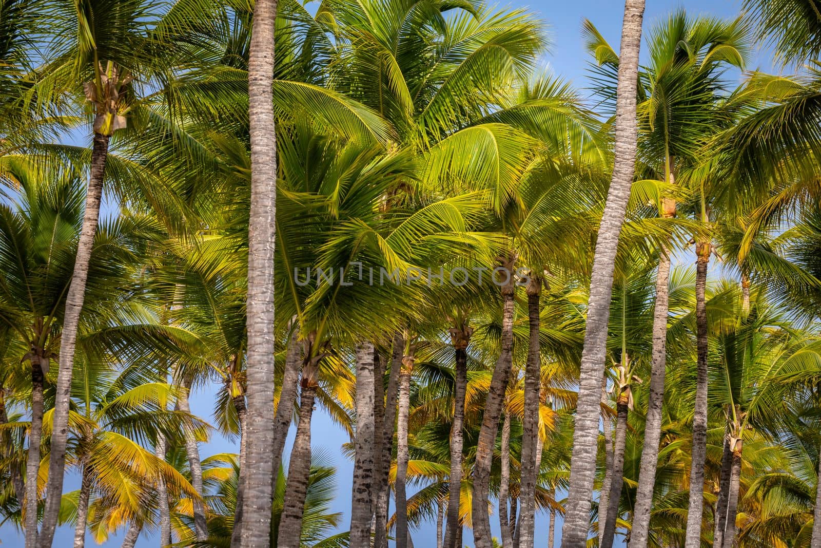 Tropical paradise, idyllic caribbean palm trees in Punta Cana at sunny day, Dominican Republic